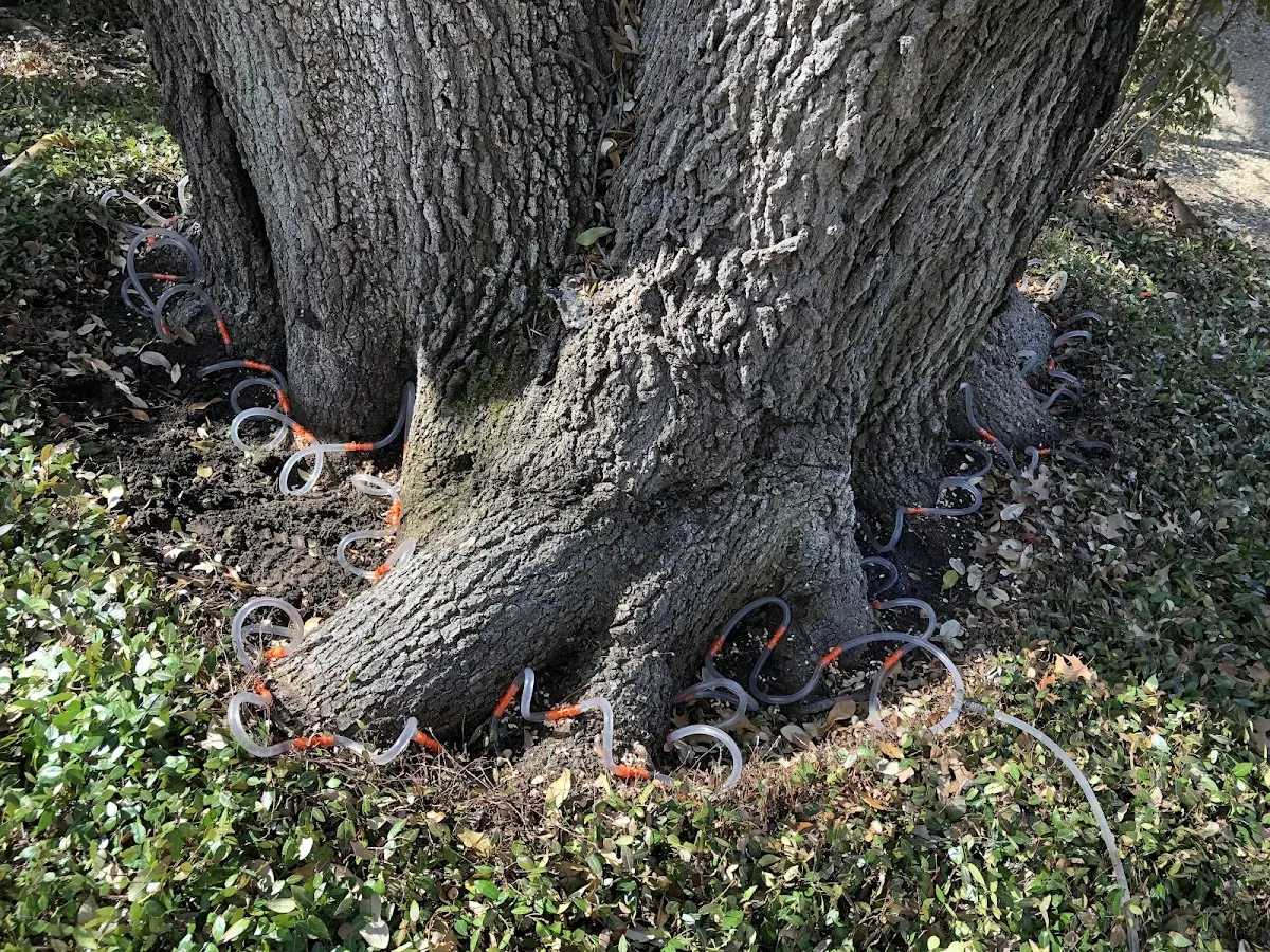 Detailed Tree Cabling and Bracing job site in Nathalie