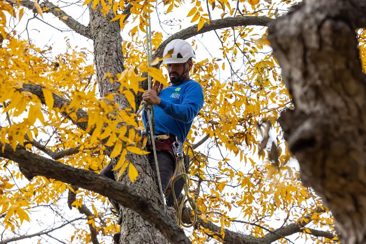 Skilled Storm Damage Cleanup crew working in Nathalie